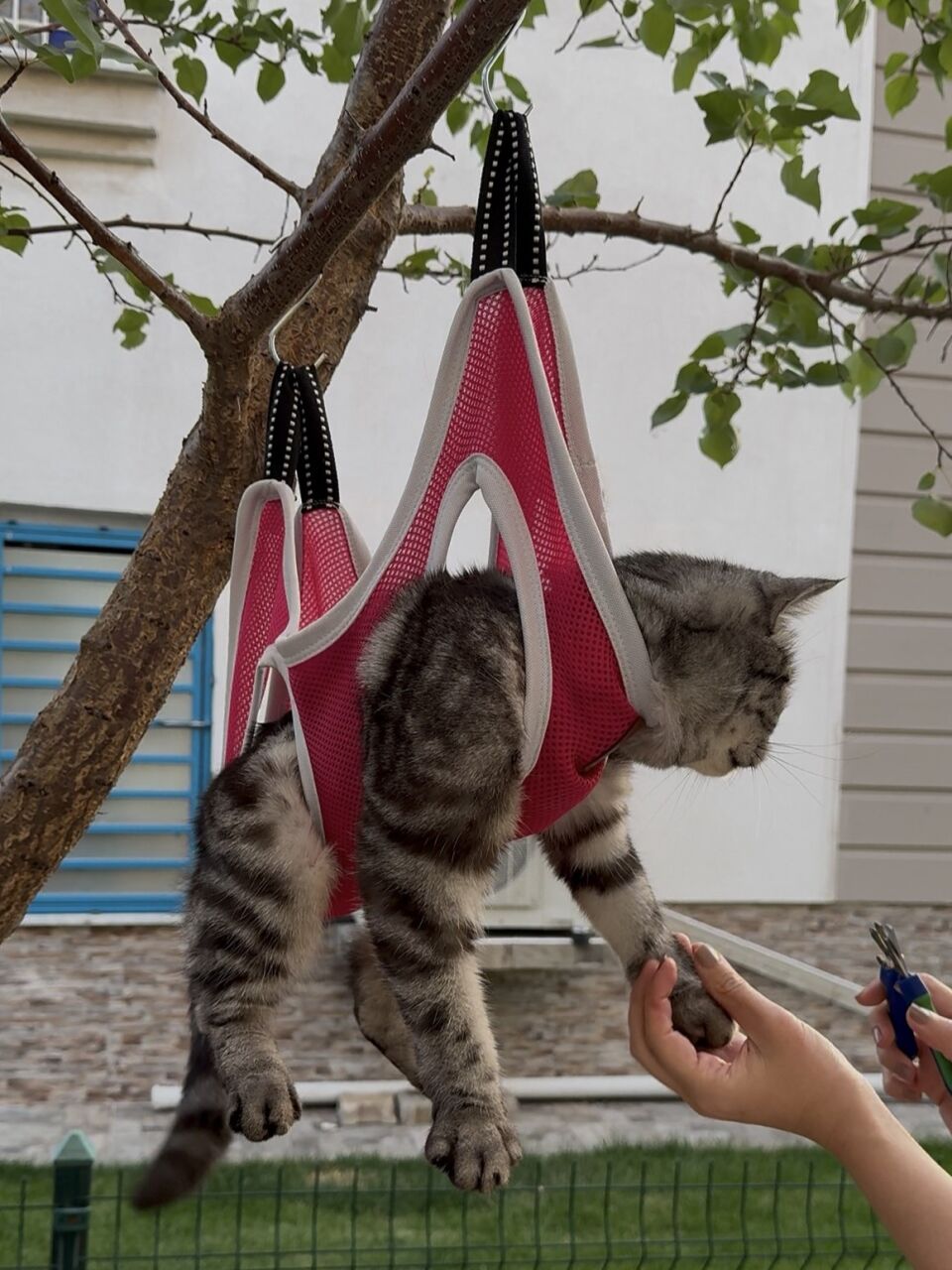 Kedi & Köpek için Bakım Hamağı: Tırnak Kesimi ve Tarama Nasıl Güvenli Hale Gelir?
