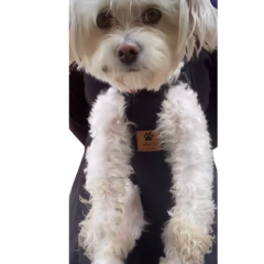 Kedi ve Köpek Ana Kucağı Siyah - M