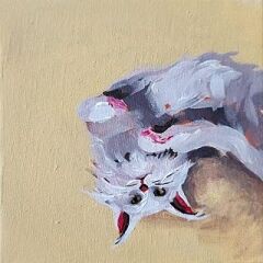 Kedi Oyuncağı Hediye Kutusu - Kedi