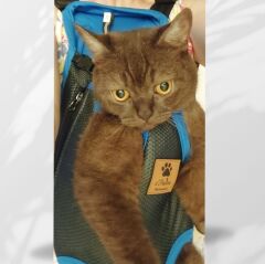 Kedi ve Köpek Ana Kucağı Mavi - L