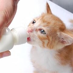 TİNEKE Yavru Kedi Köpek Biberonu 2 Emzikli 50 ml (1 Adet)