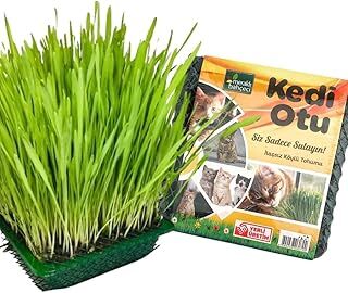Meraklı Bahçeci Kedi Çimi - Kedi Sindirim Sistemini Rahatlatıcı Sağlıklı Kedi Otu