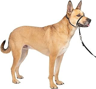 PetSafe Yumuşak Kılavuz Boyun Bandı Antrenman DVD'si ile