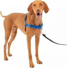 PetSafe Easy Walk köpek koşum takımı.