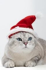 Patipatron Yeni Yıl Kedi Şapkası Lastikli Yılbaşı Şapkası Yetişkin Kedi (Yetişkin)