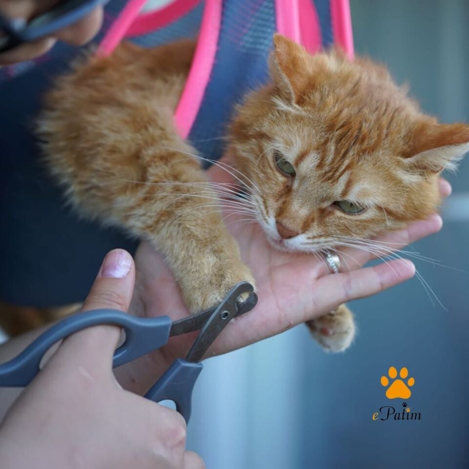 Kedi/Köpek Bakım Hamağı Koyu Gri - S