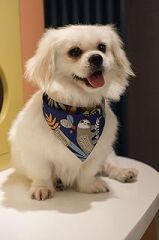 Patiset Orman Desenli Lacivert Köpek Fuları Bandanası Köpek Kıyafeti Lacivert M
