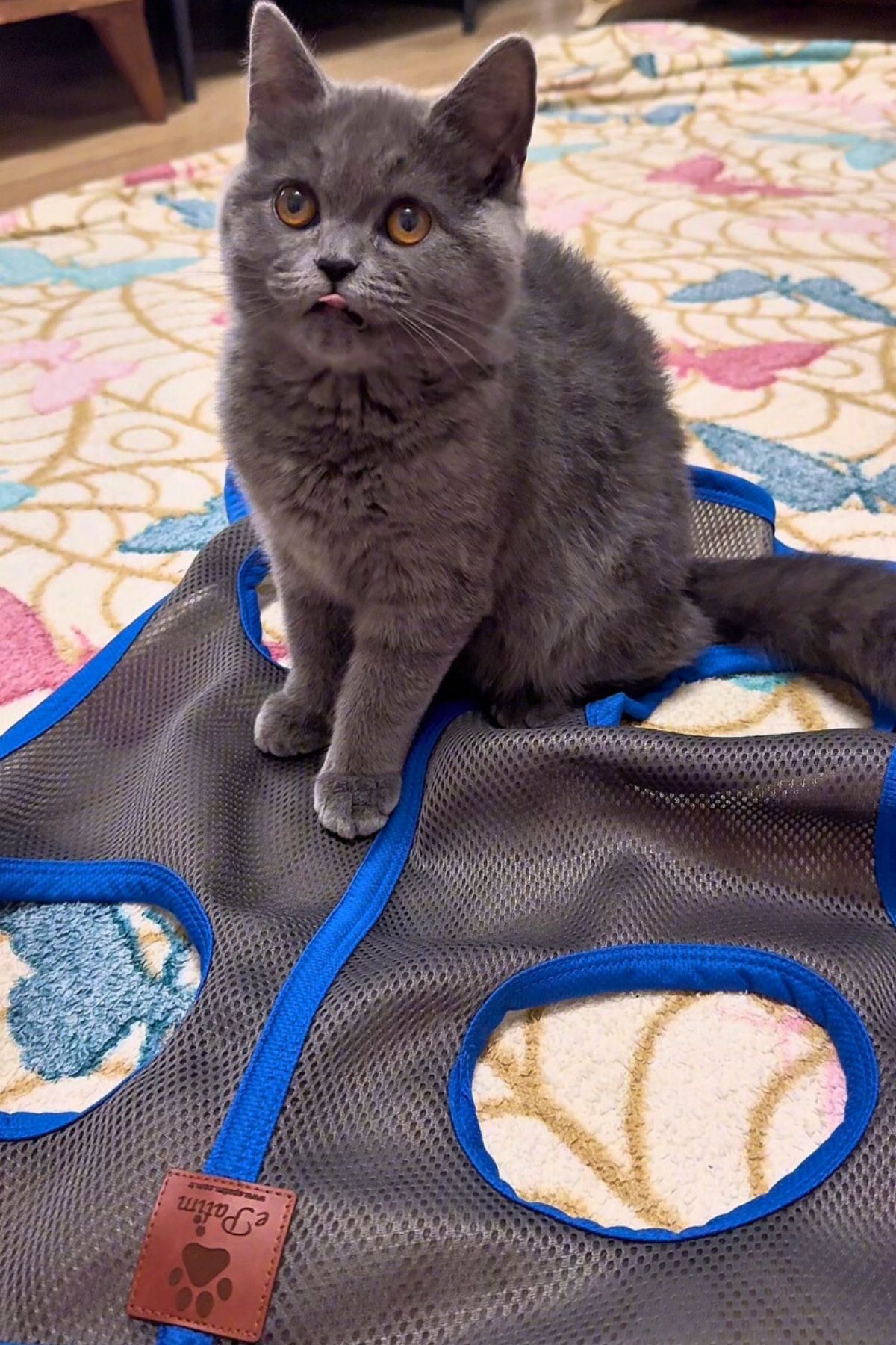 Kedi/Köpek Bakım Hamağı Koyu Gri - S