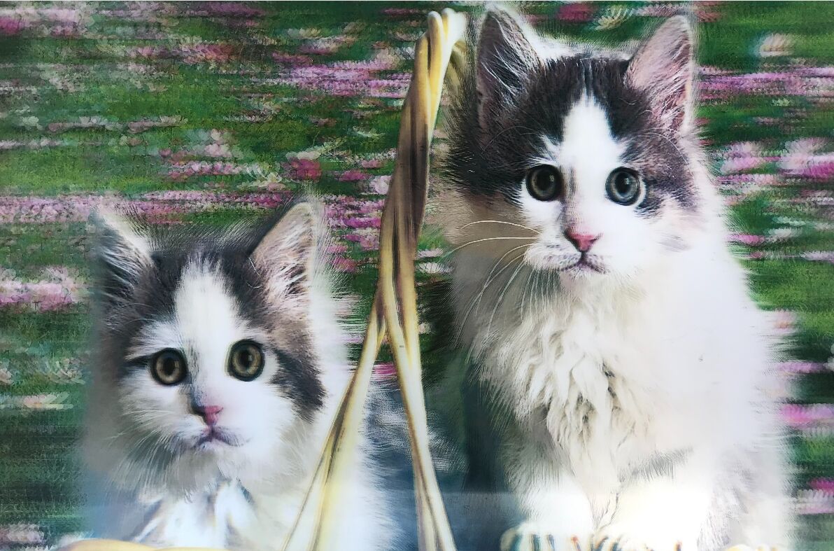 3 Boyutlu Resim  Sevimli Kediler İkili Kedi Resmi Tablosu 40x60 cm